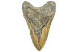 Bargain, Fossil Megalodon Tooth - North Carolina #363751-1